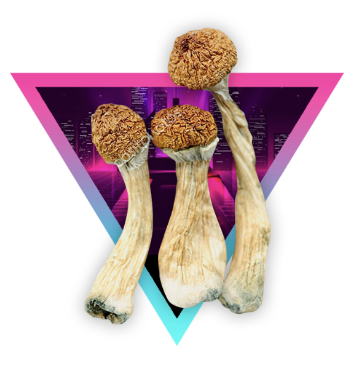 24kt golden teacher mushrooms