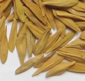 strophantus gratus seeds