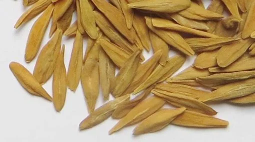 strophantus gratus seeds strophantus gratus seeds